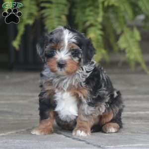 Kari – F1b, Cavapoo Puppy